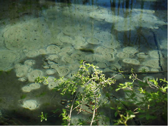 Sources du Riedbrunnen près d’Illhaeusern